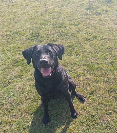 labrador rehoming california